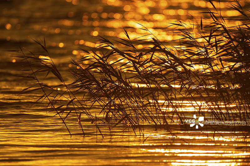 日出时泻湖岸边的芦苇，德国梅克伦堡-前波美拉尼亚州兴斯特图片素材