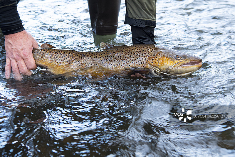 在下萨克森州维尔德斯豪森的洪泛区进行电捕，以研究海鳟和三文鱼图片素材