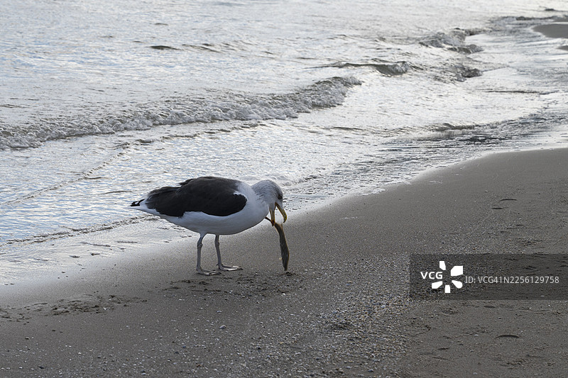 在波罗的海吕根岛梅克伦堡-前波美拉尼亚州的海滩上抓鱼的海鸥图片素材