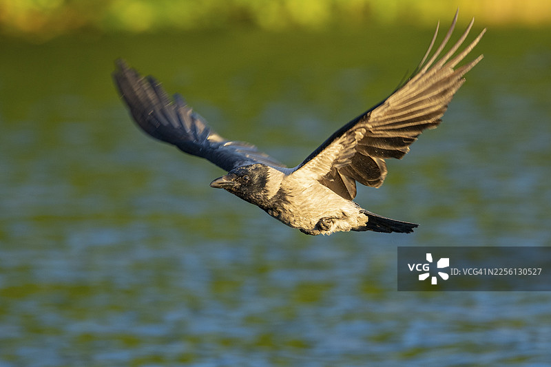 飞行的秃鼻乌鸦 (corvus corone corone)，德国梅克伦堡-前波美拉尼亚州费尔德贝格湖区图片素材