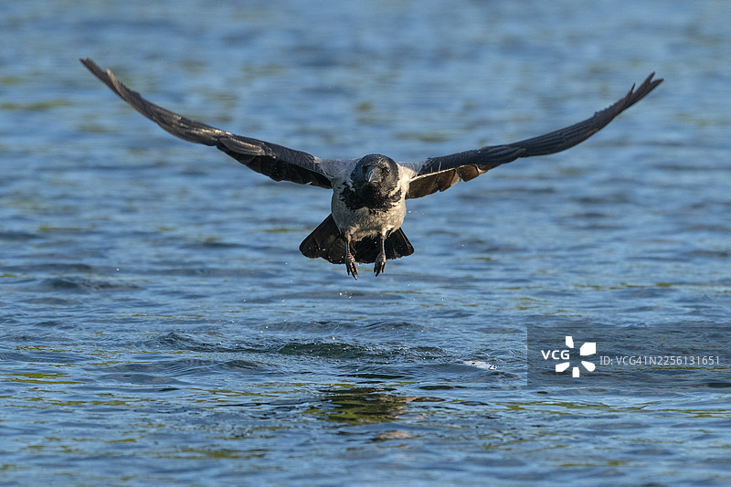 飞行的黑颈鸦（corvus corone corone），德国梅克伦堡-前波美拉尼亚州费尔德贝格湖区图片素材