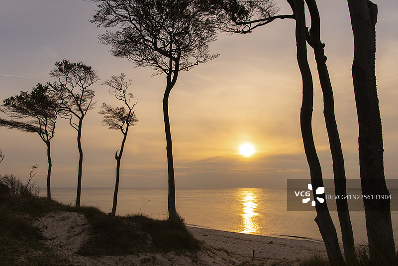 德国梅克伦堡-前波莫塞州阿伦斯霍普菲施兰-达尔斯-辛茨海滩西岸的欧洲山毛榉在日落时分,波罗的海图片素材