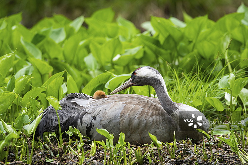 丹顶鹤（Grus grus）在巢中孵育幼鸟，位于德国梅克伦堡-前波美拉尼亚州的费尔德贝格湖区。图片素材