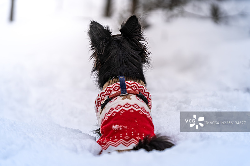 一只穿着冬日毛衣的黑色小狗坐在雪地里图片素材