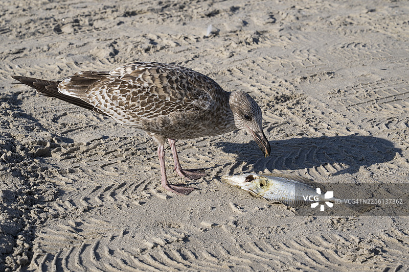 海鸥在波罗的海、吕根岛、梅克伦堡-前波美拉尼亚州、德国的海滩上啄食一条死鱼图片素材
