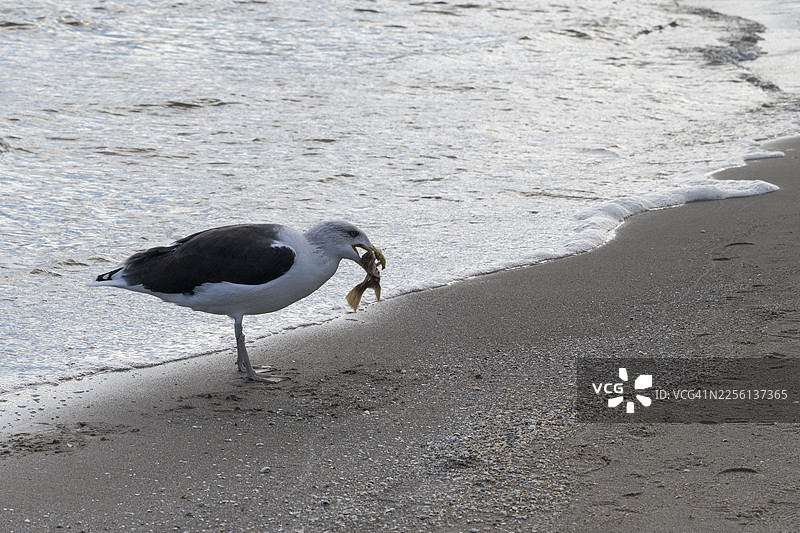一只海鸥嘴里叼着一条鱼，在海滩上，波罗的海，吕根岛，梅克伦堡-前波美拉尼亚州，德国图片素材