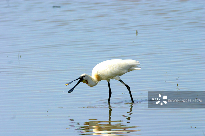白琵鹭 - Platalea leucorodia - 捕食鱼类图片素材