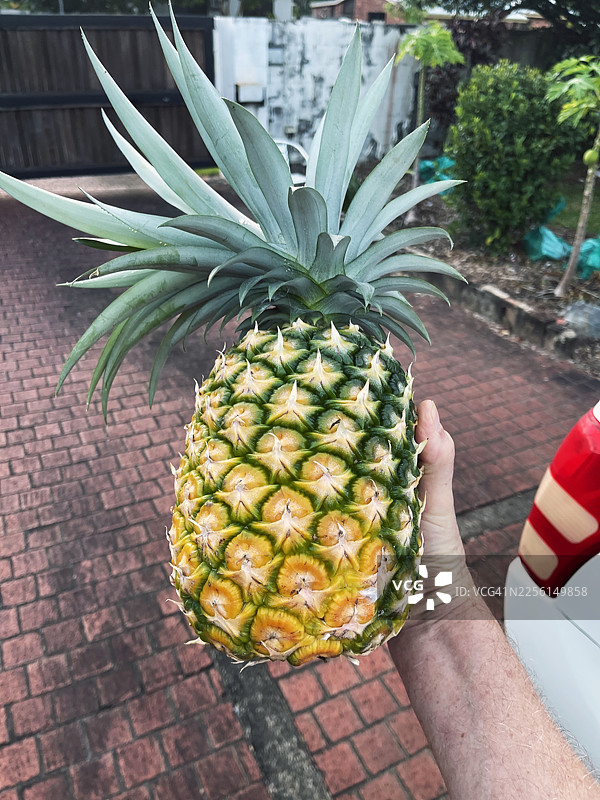 成熟的菠萝，准备食用图片素材