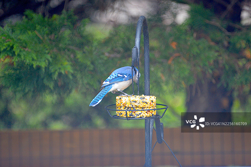 蓝松鸦在喂鸟器上图片素材