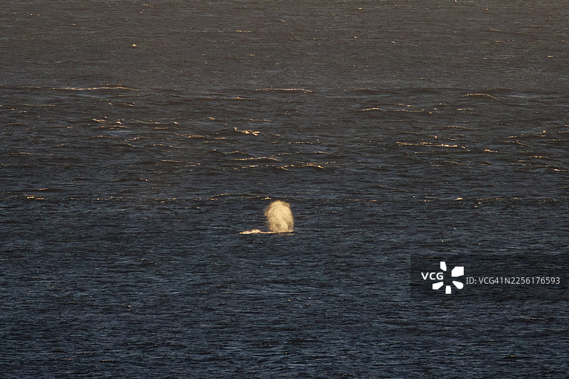 一群座头鲸(Megaptera novaeangliae)在近海游泳,它们还在喷水。海上日出。从群山观景台看到的伊豆群岛的美丽海景。在近海可以看到新岛和神津岛。图片素材
