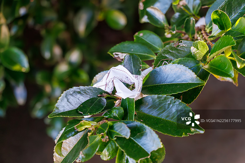 我抽了一张签。系在寺庙里的签。历史悠久的泊神社。祭祀场地有神乐殿、鸟居、狛犬等建筑。图片素材