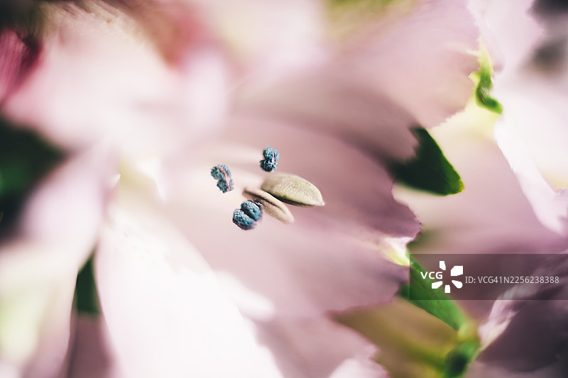 柔和光线下，柔软的粉色花瓣的微距拍摄，带有闪耀的花粉细节。图片素材