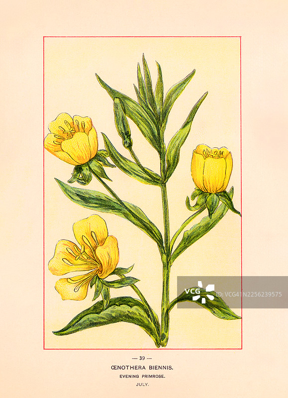 晚樱草 - 古董彩色插画图片素材