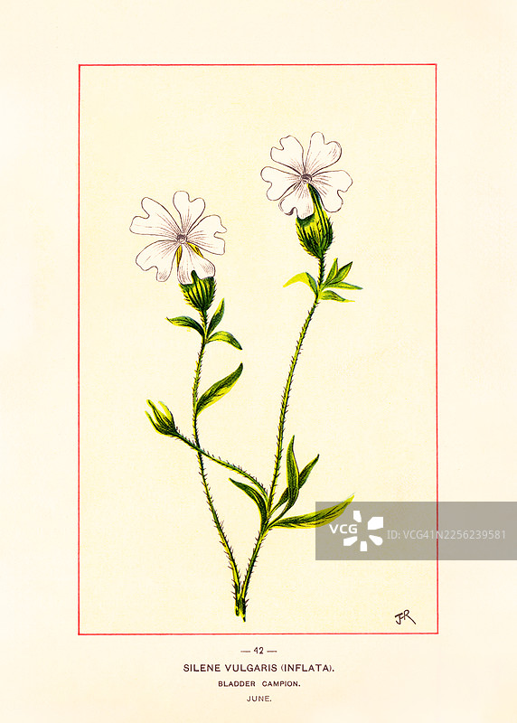 石生萎陵菜 - 古典彩色插画图片素材