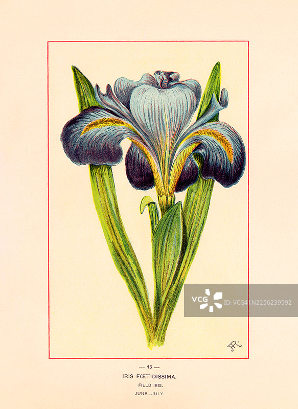 臭鸢尾 - 复古彩色插画图片素材