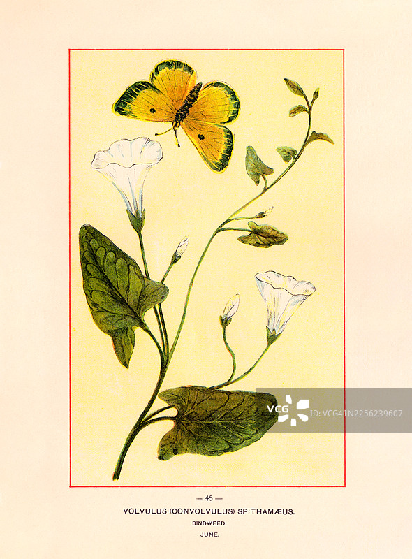 低飞的旋花草 - 古董彩色插画图片素材