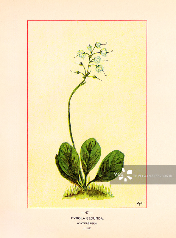 冬青 - 复古彩色插画图片素材