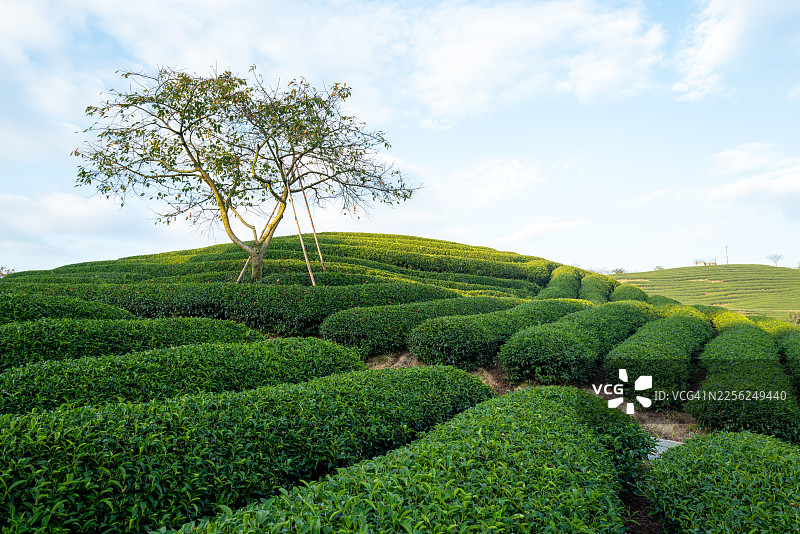 茶园山坡上的树图片素材