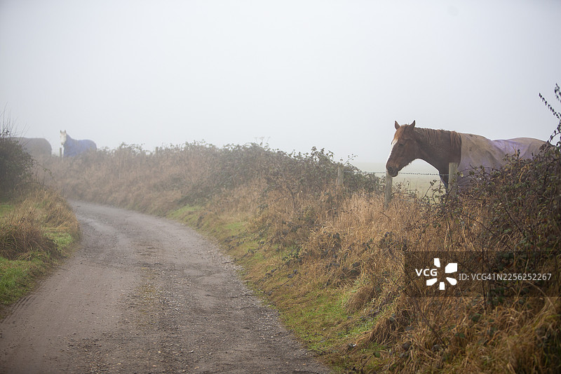 雾中的马图片素材