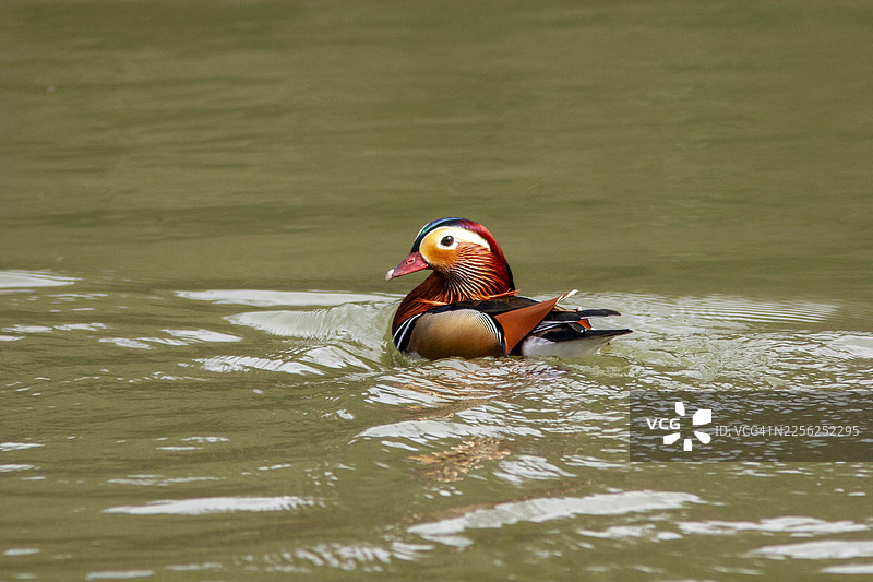 一只雄性鸳鸯（Aix galericulata）在泰晤士河中游泳图片素材