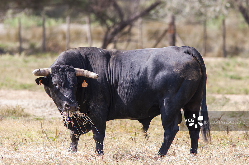 卡马格黑牛图片素材