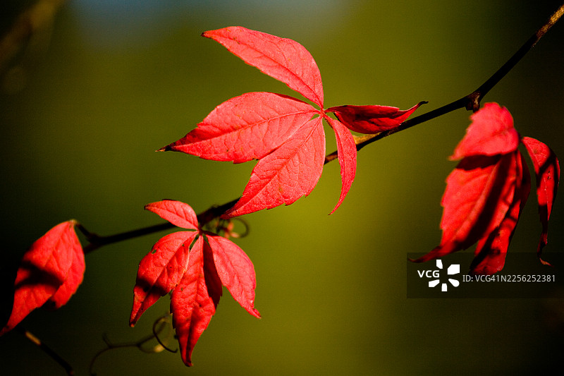 克莱夫登河段的秋日色彩图片素材