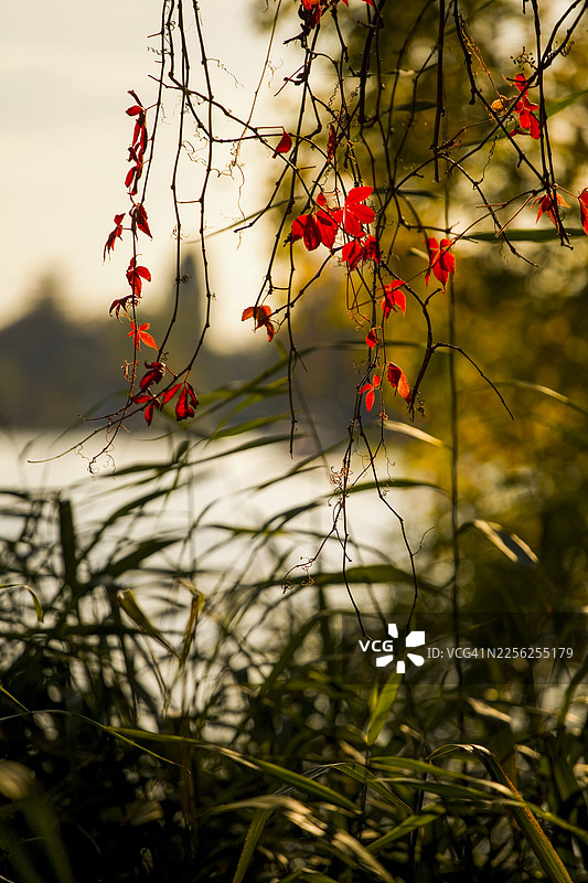 克莱夫登航段的秋日色彩图片素材