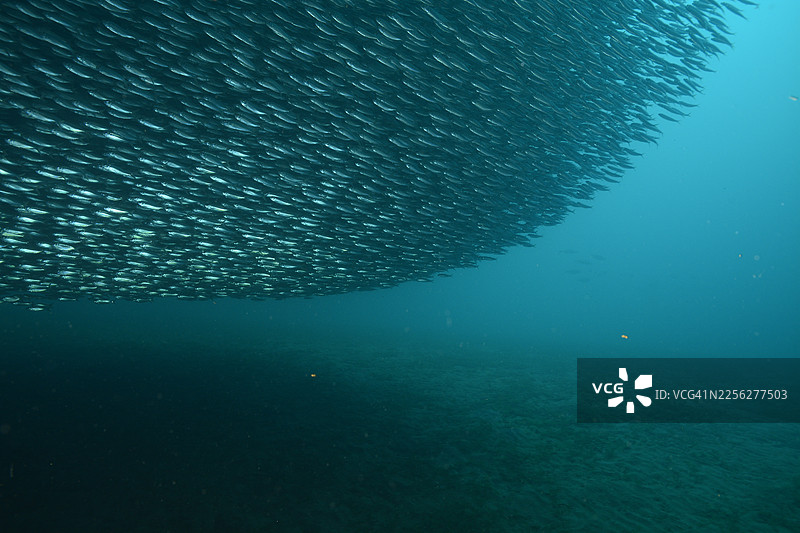 假的鲱鱼群图片素材