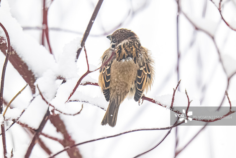 麻雀歪着头，坐在雪枝上图片素材