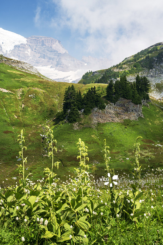 雷尼尔山国家公园盛开的野花图片素材