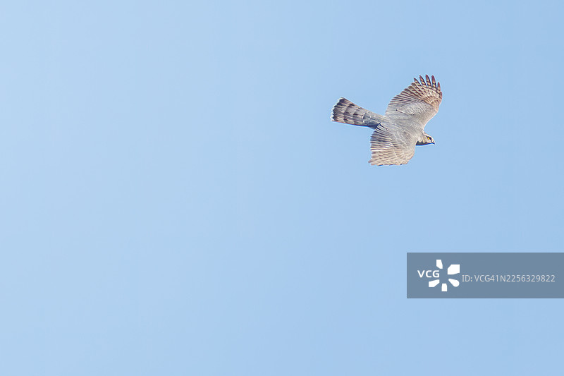 一只美丽的雀鹰（Accipiter nisus，鹰科）拍打翅膀飞出。它们在秋季迁徙季节到访这个偏远岛屿。扇形的泊地海滩。图片素材