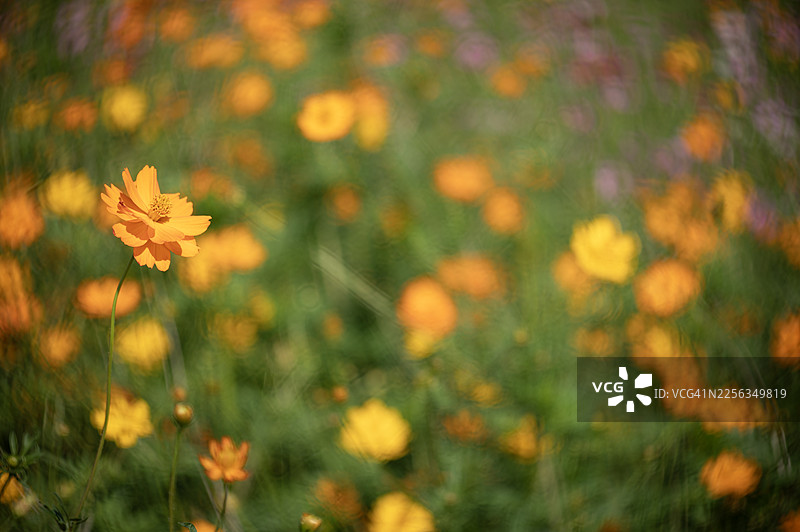 柔和模糊的花朵特写镜头图片素材