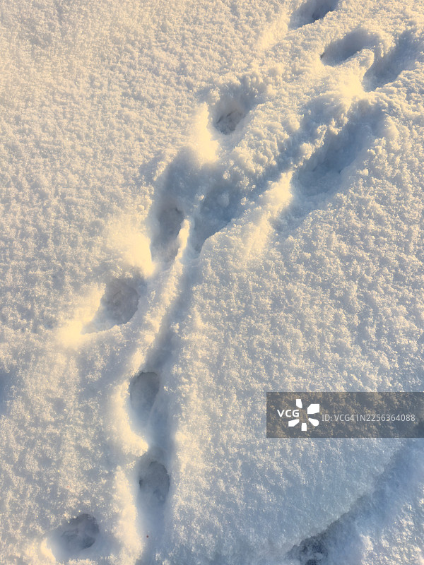 雪地里的动物爪印踪迹图片素材