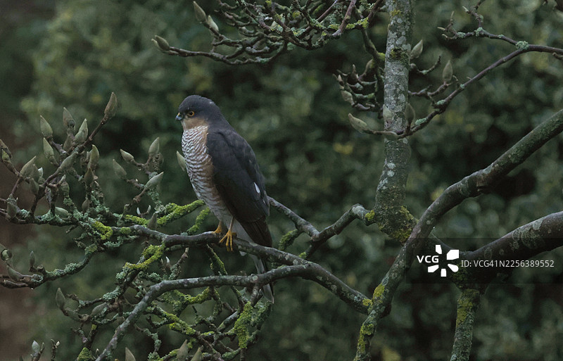 一只雄性猎鹰（Accipiter nisus）在冬日黎明时栖息在木兰树上。图片素材