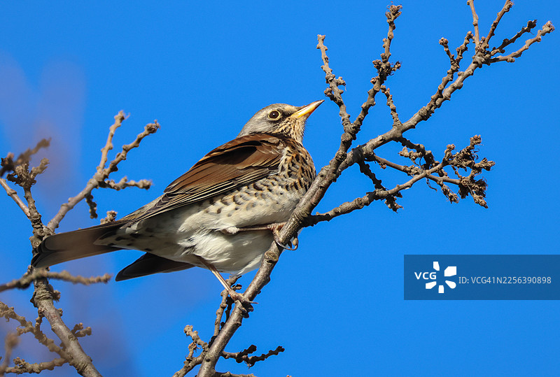 一只迁徙的槲鸫（Turdus pilaris）在冬季栖息在橡树的高处。图片素材