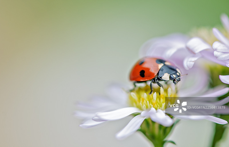 一只七星瓢虫栖息在一朵白色的夏日雏菊上图片素材