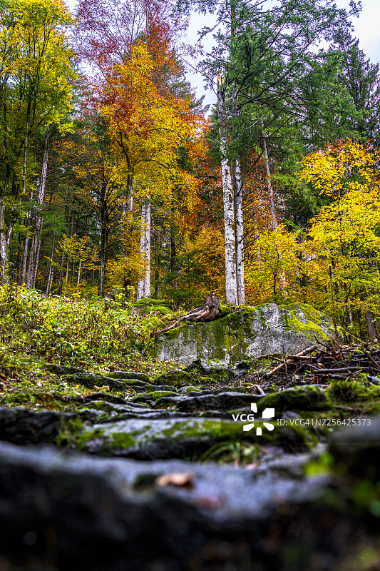 秋季马西诺浴场森林，瓦尔泰利纳图片素材