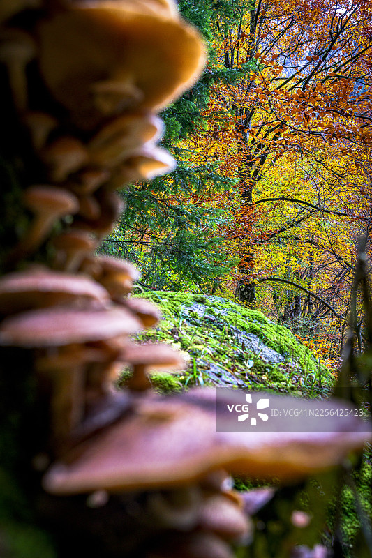 秋季森林里的蘑菇图片素材