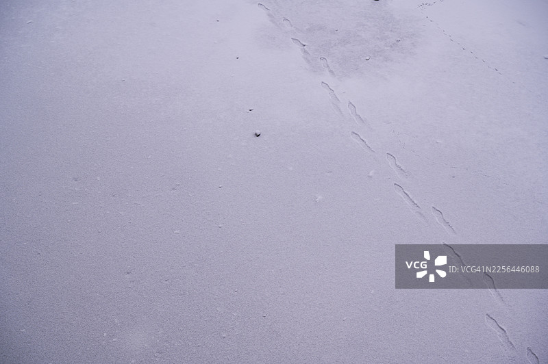 动物脚印穿越雪覆盖的冬季景观图片素材