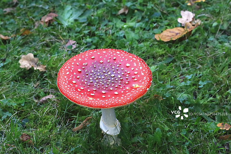 秋季草地上生长的红蝇伞蘑菇图片素材