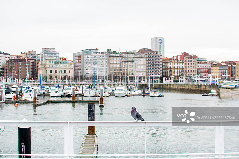 鸽子栖息在栏杆上，俯瞰着希洪码头图片素材