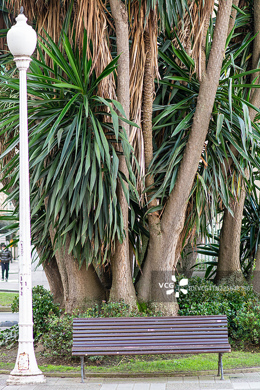 郁郁葱葱的丝兰植物下的空公园长椅图片素材