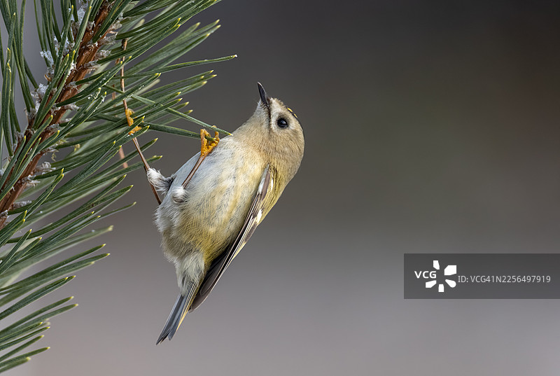 冬季美丽的金冠鹎（Regulus regulus）。图片素材