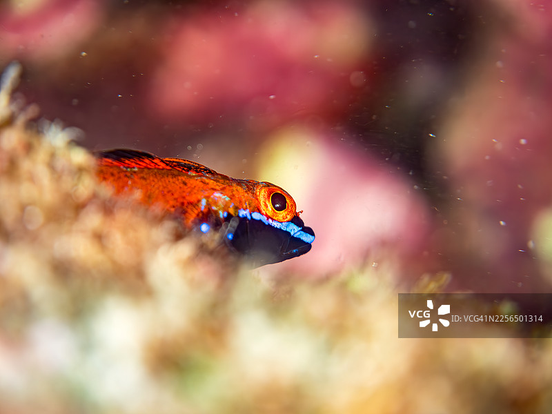 繁殖色，污垢蛇鲻，三鳍鳚科鱼，Helcogramma nesion，及其他。鱼群。静冈县伊豆半岛南伊豆町中木港的平矶海滩。-2025。图片素材