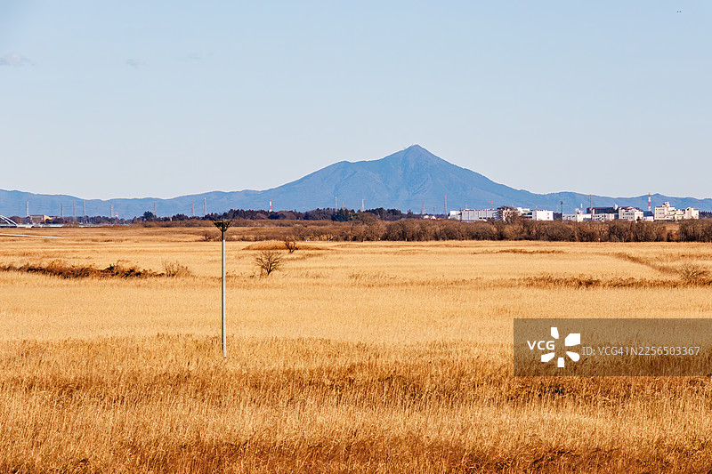 雄伟的筑波山令人印象深刻。美丽而广阔的芦苇田。图片素材