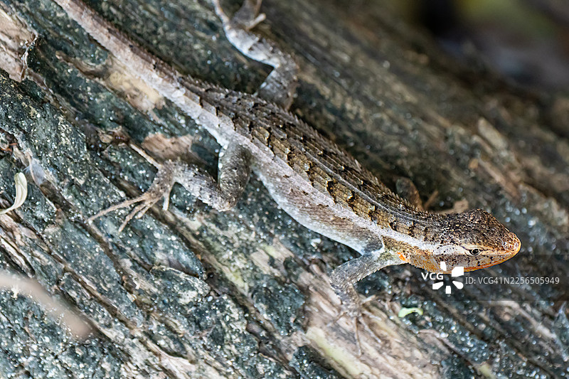 树干上的小蜥蜴在自然环境中图片素材