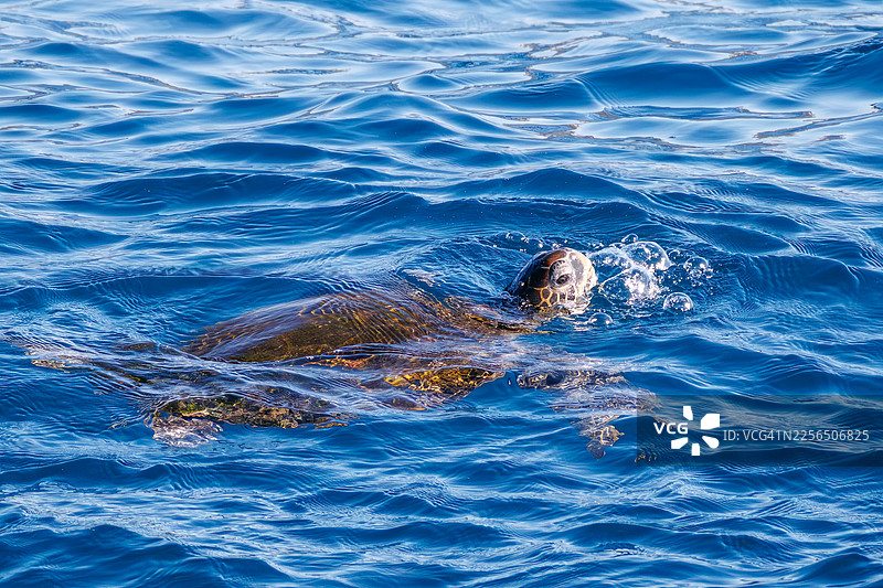 一只体型庞大、美丽的绿海龟（Chelonia mydas），属于龟科，正悠闲地游动换气。场景在新地岛志木根港。图片素材
