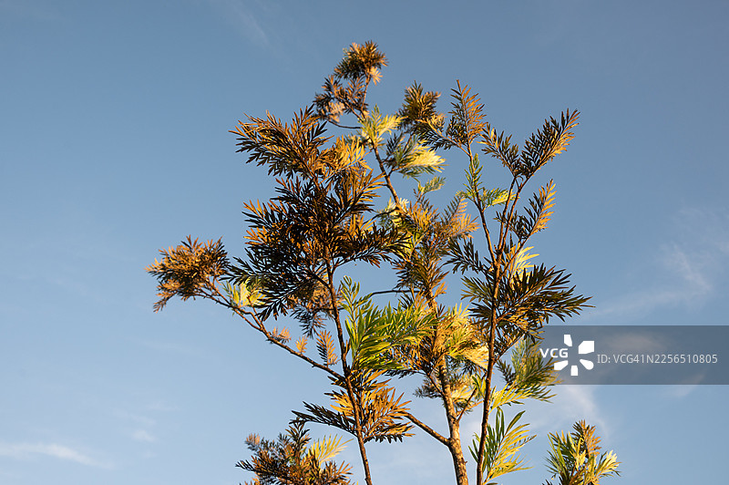 一棵银叶树，黑色的树枝上可能长有黑色的霉菌，这是一种生长问题，背景是天空。图片素材