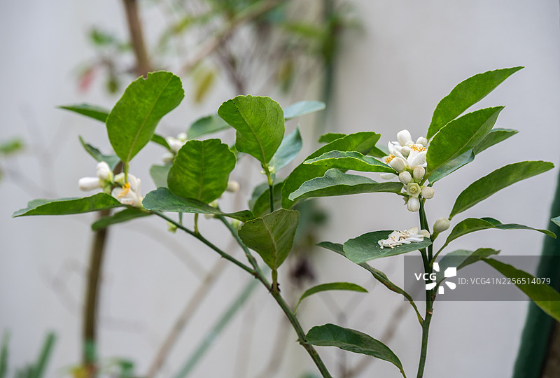 柠檬树的白色花朵。这些花朵对于生产果实至关重要，是蜜蜂重要的花蜜来源，并在许多文化中象征着纯洁、爱情和更新。图片素材