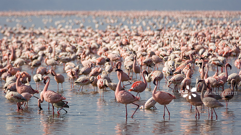 肯尼亚纳库鲁湖的火烈鸟（小红鹳与大红鹳）图片素材